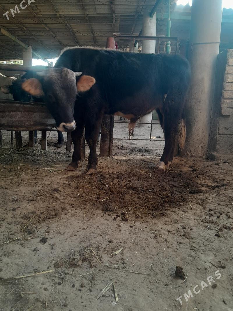 okuz - Яшлык - img 2