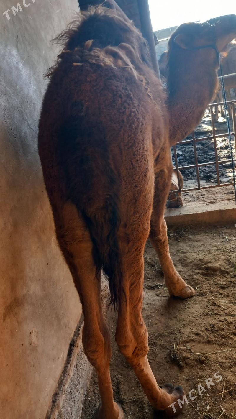 owsuk - Aşgabat - img 3