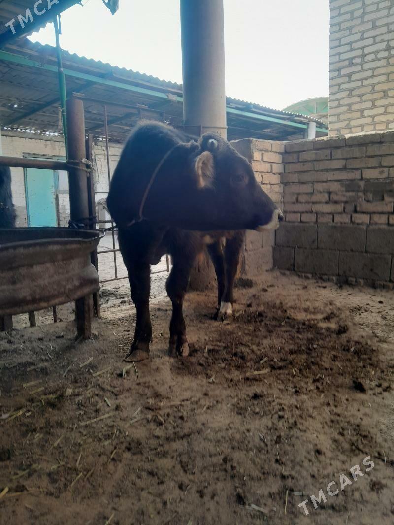 okuz - Яшлык - img 3