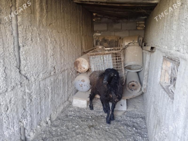 owgan goyun - Gypjak - img 3