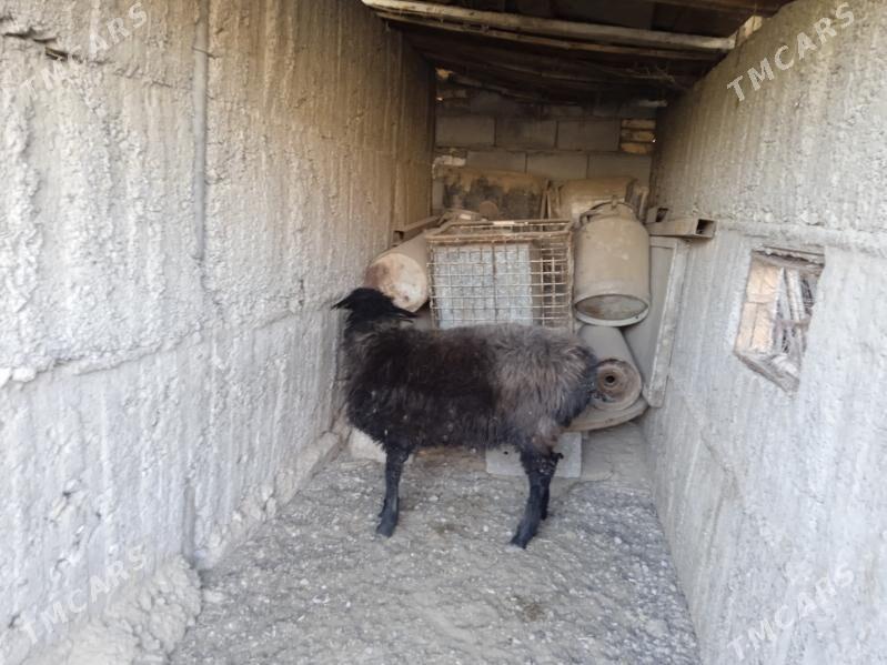 owgan goyun - Gypjak - img 2