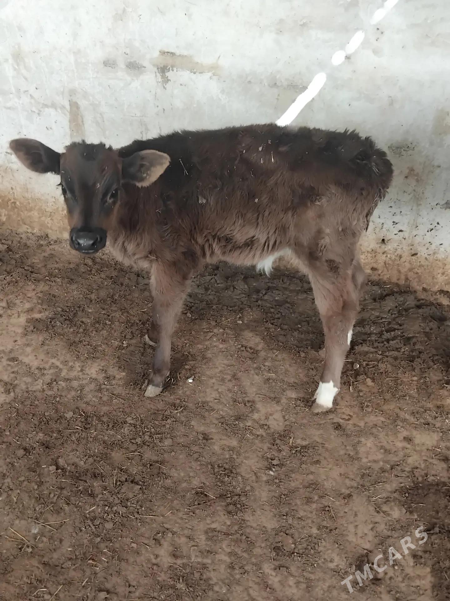 golejikler - Änew - img 4