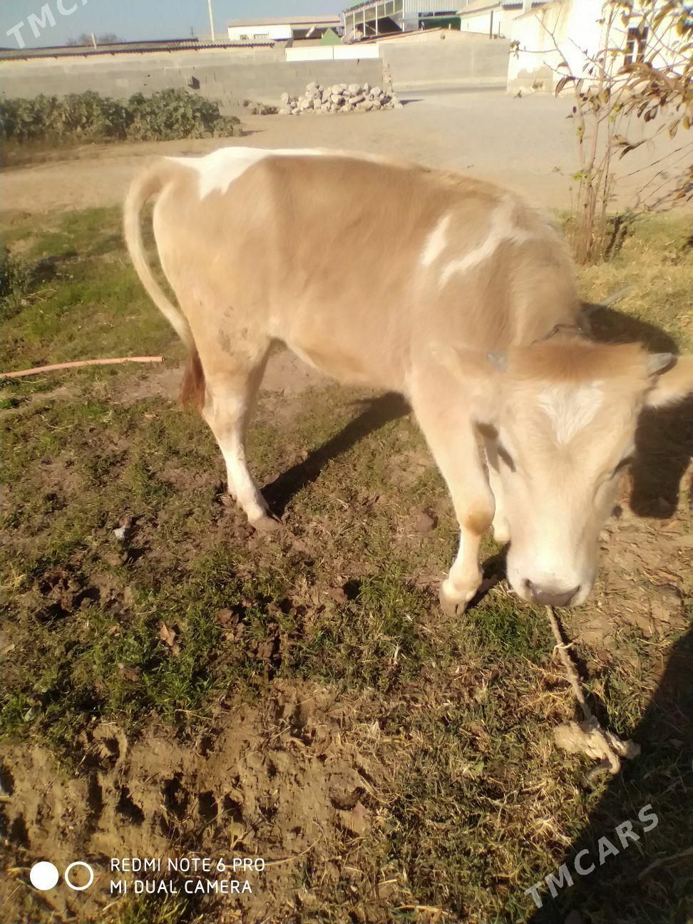 tuwe - Gökdepe - img 3