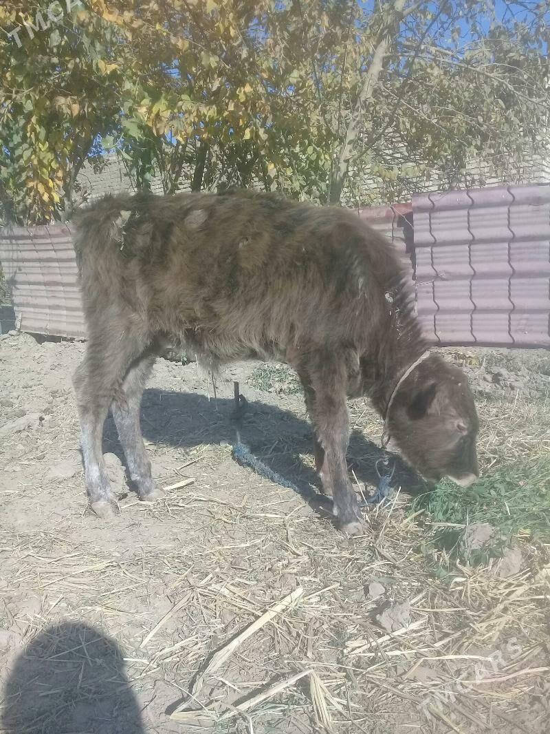 okuzce - Babadaýhan - img 2