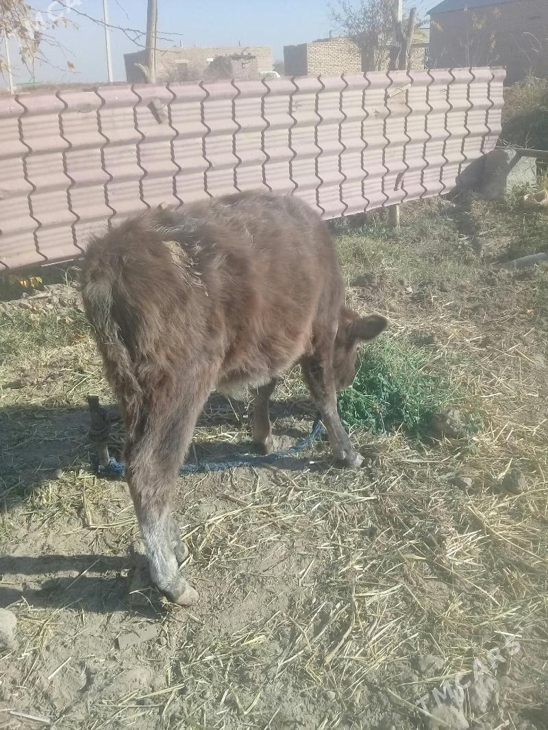 okuzce - Babadaýhan - img 3