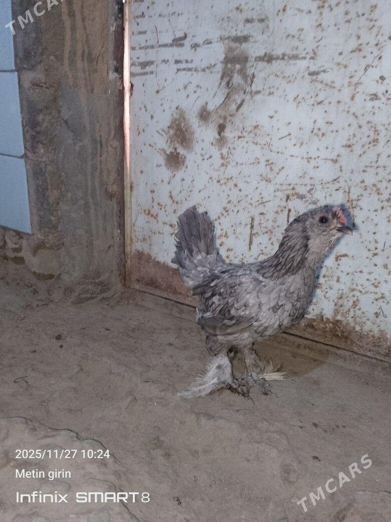 karlyk - Mary - img 2