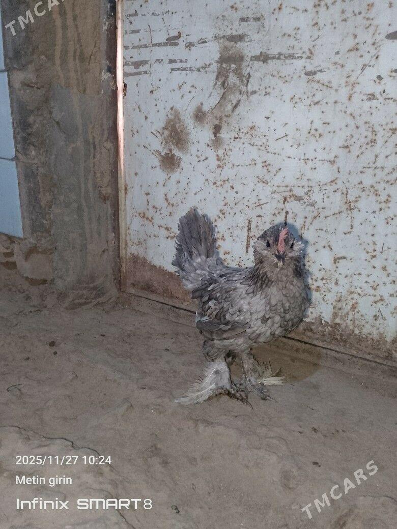 karlyk - Mary - img 3