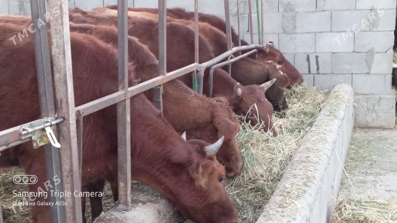 5 SANY TUWE - Gökdepe - img 2