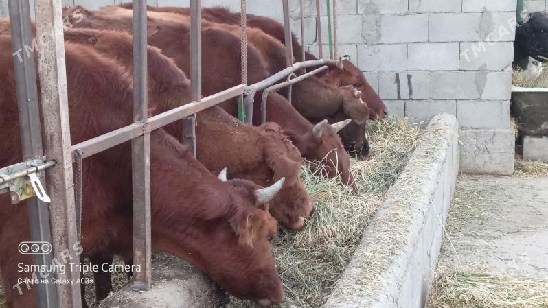 5 SANY TUWE - Gökdepe - img 3