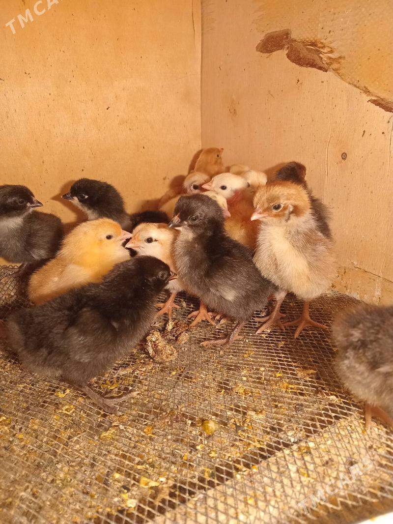 jüje - Sakar - img 5