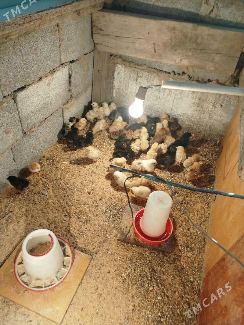 juje - Херрикгала - img 2