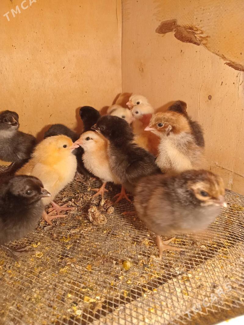 jüje - Sakar - img 4