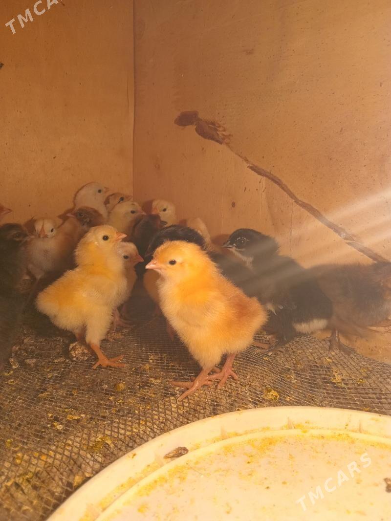 jüje - Sakar - img 7