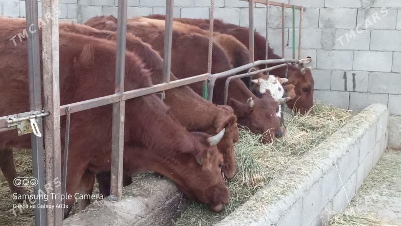 5 SANY TUWE - Gökdepe - img 4