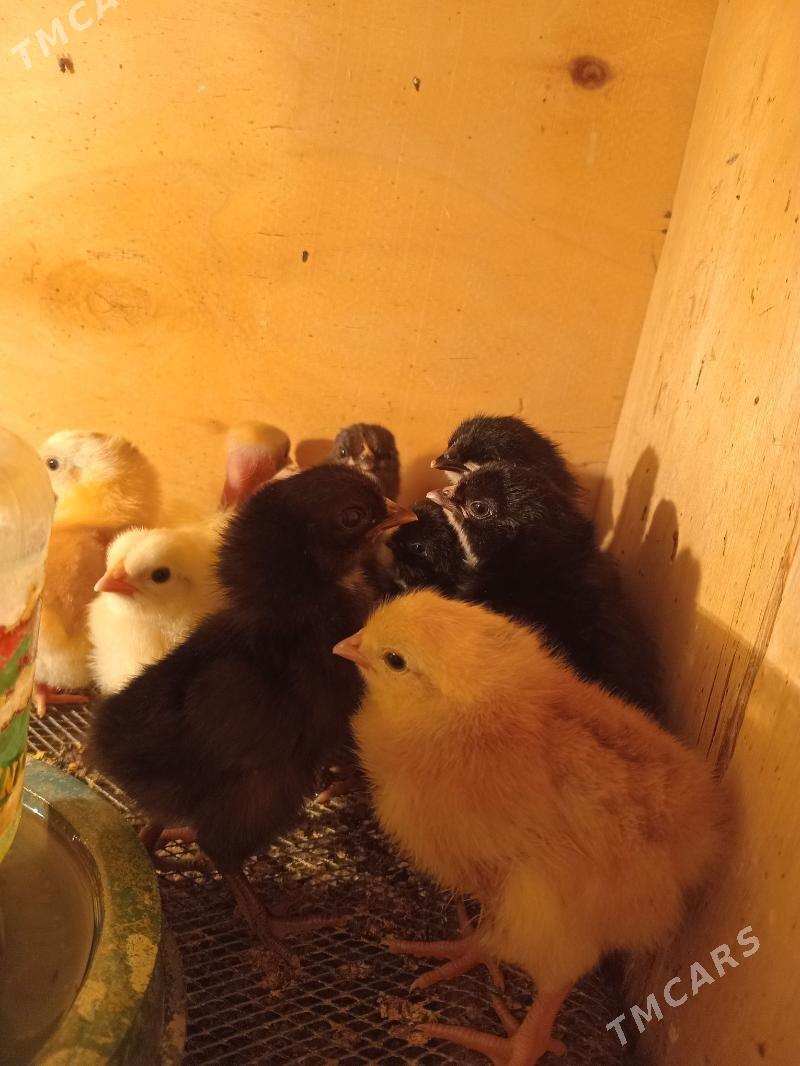 jüje - Sakar - img 6