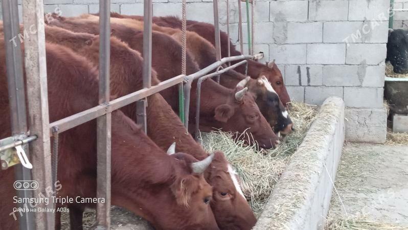 5 SANY TUWE - Gökdepe - img 5