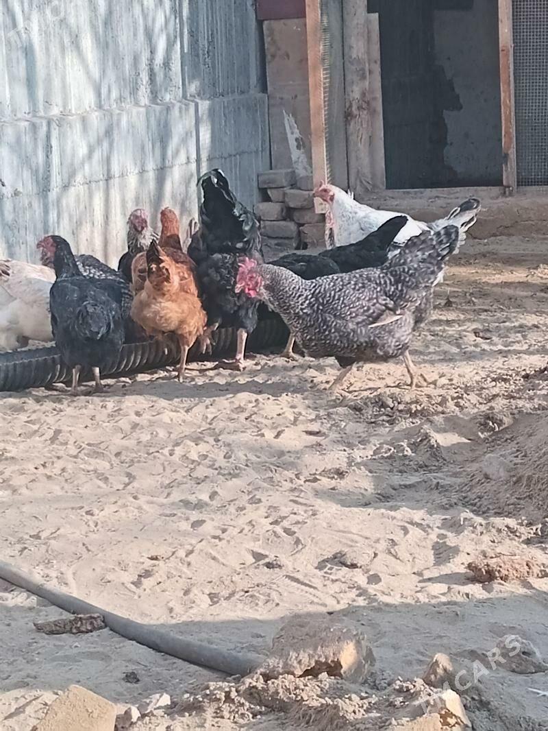 jüje - Sakar - img 2