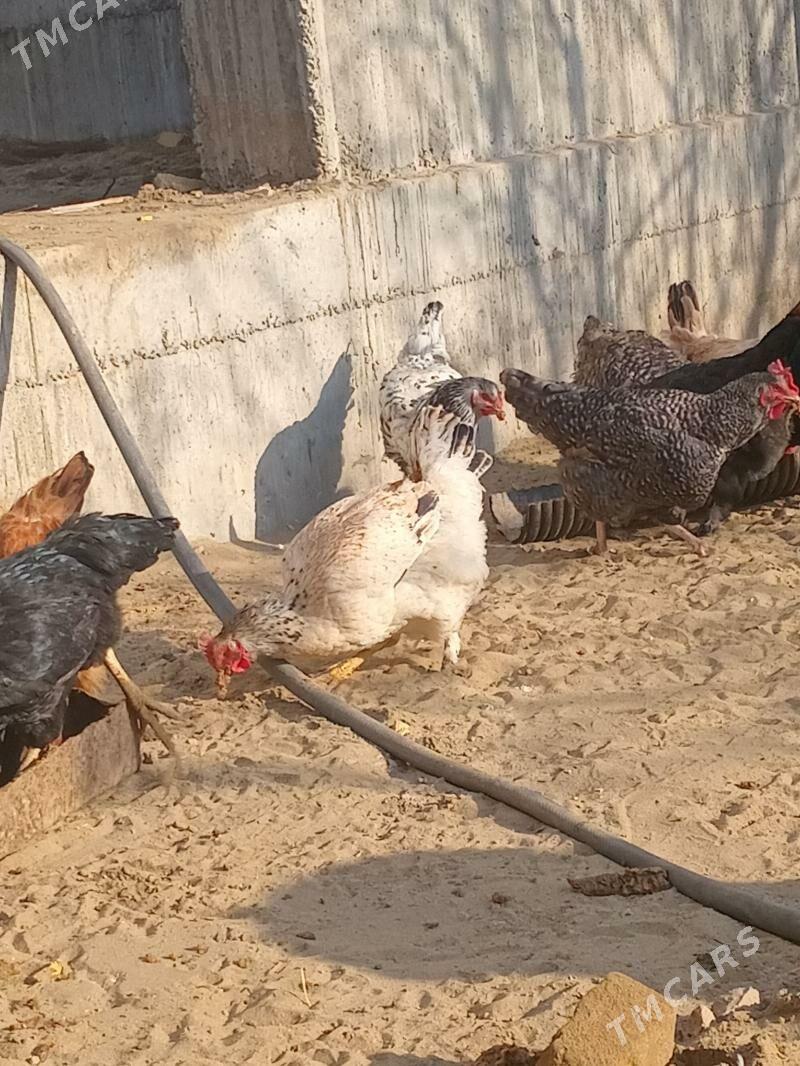 jüje - Sakar - img 3