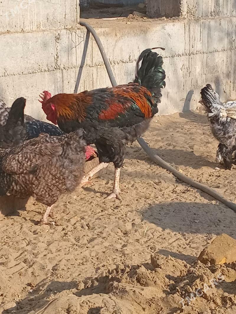 jüje - Sakar - img 8