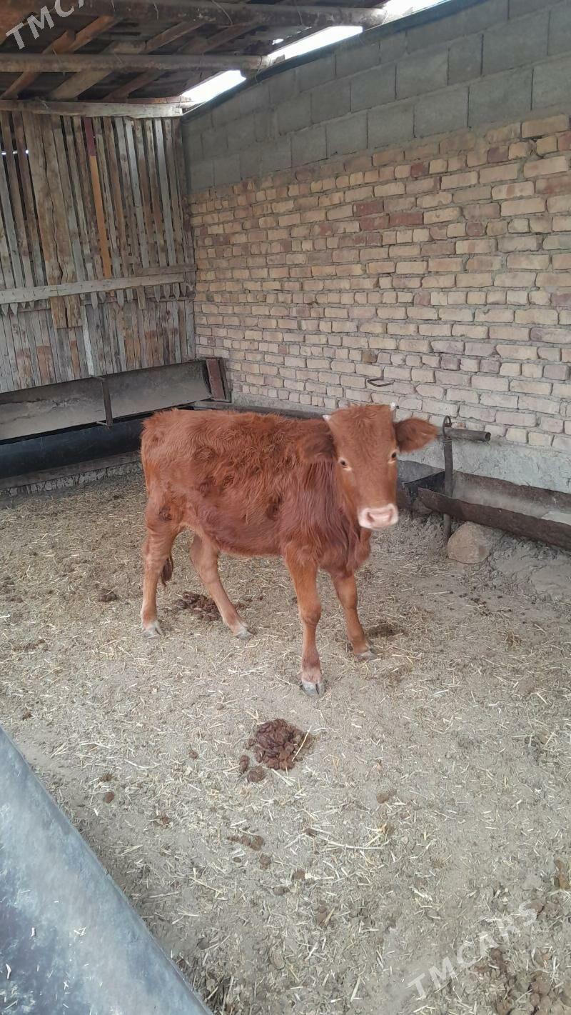 sygyr - Bereket - img 5