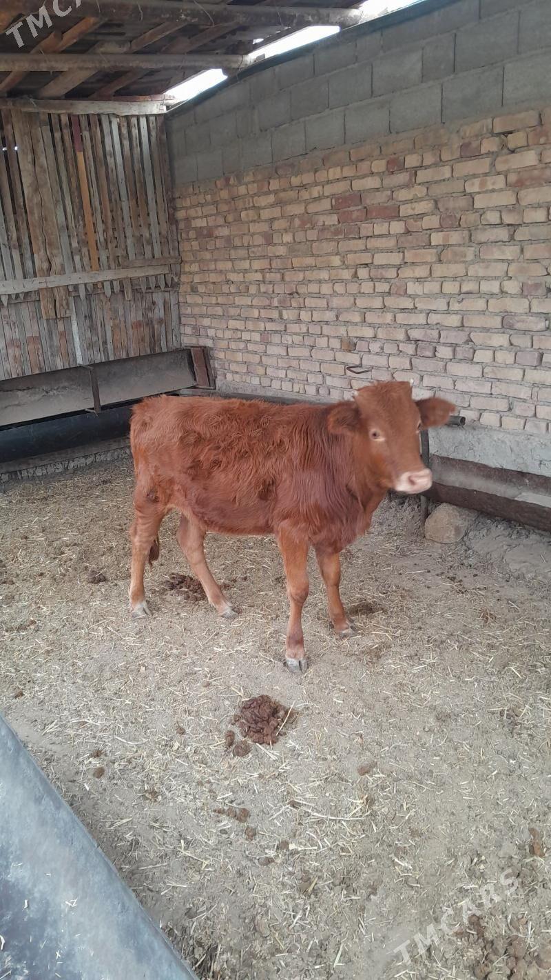 sygyr - Bereket - img 3