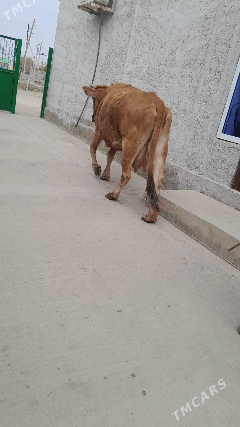 sygyr - Bereket - img 2