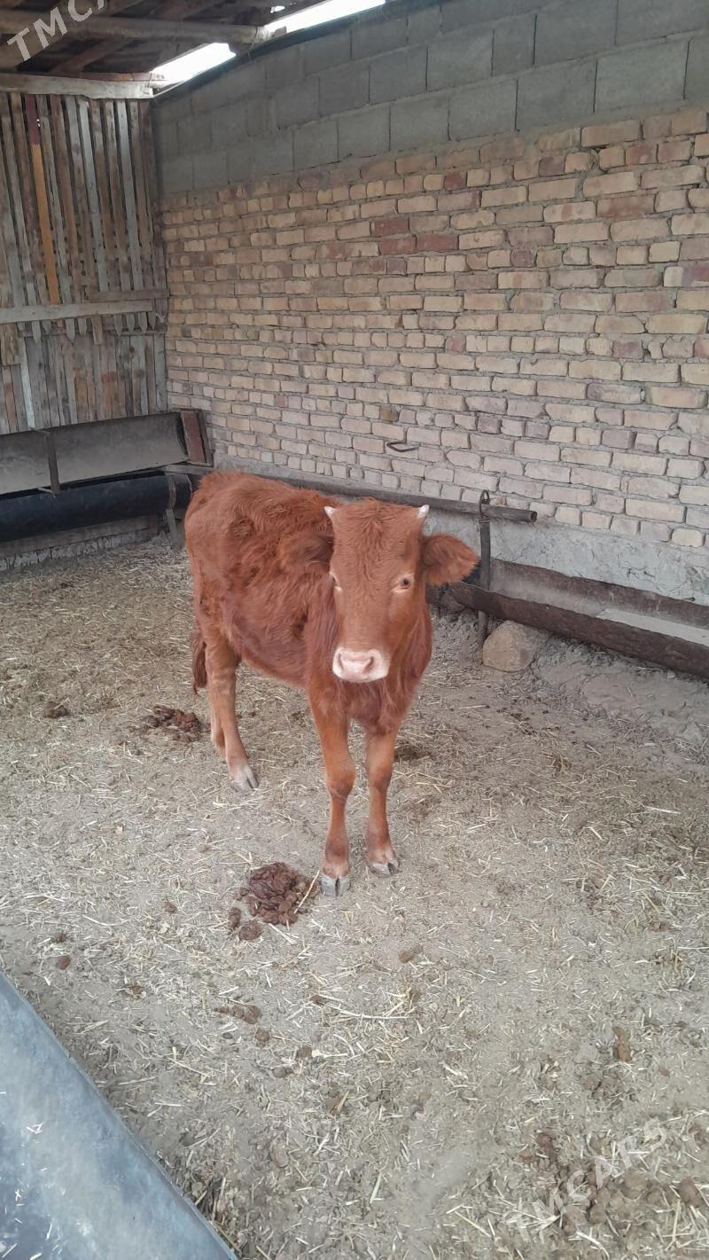 sygyr - Bereket - img 4