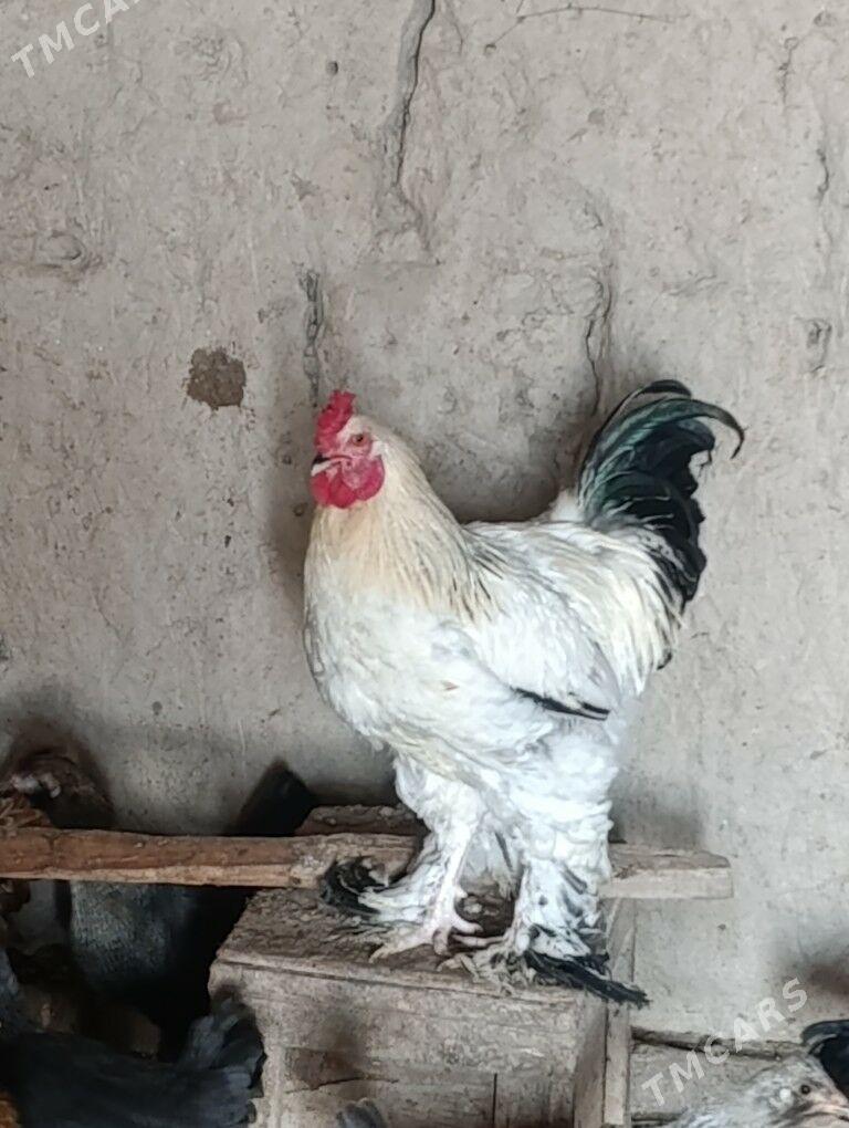 Brama horaz - Gubadag - img 4