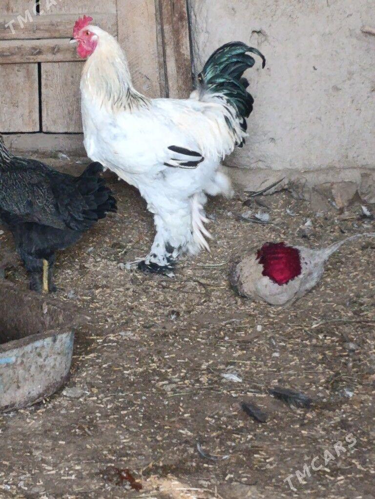 Brama horaz - Gubadag - img 2