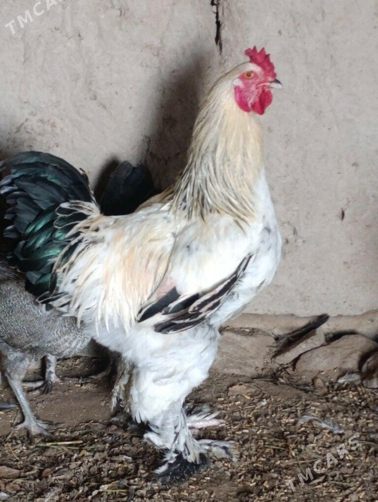 Brama horaz - Gubadag - img 3