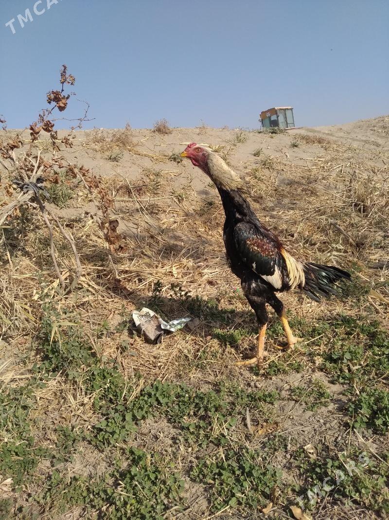 baysow juje - Фарап - img 2