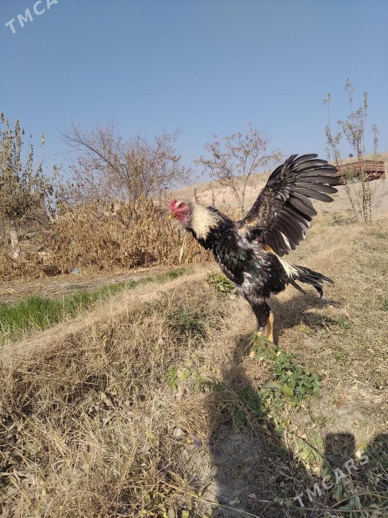 baysow juje - Фарап - img 3