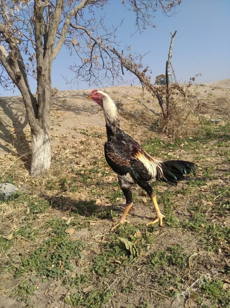 baysow juje - Фарап - img 4