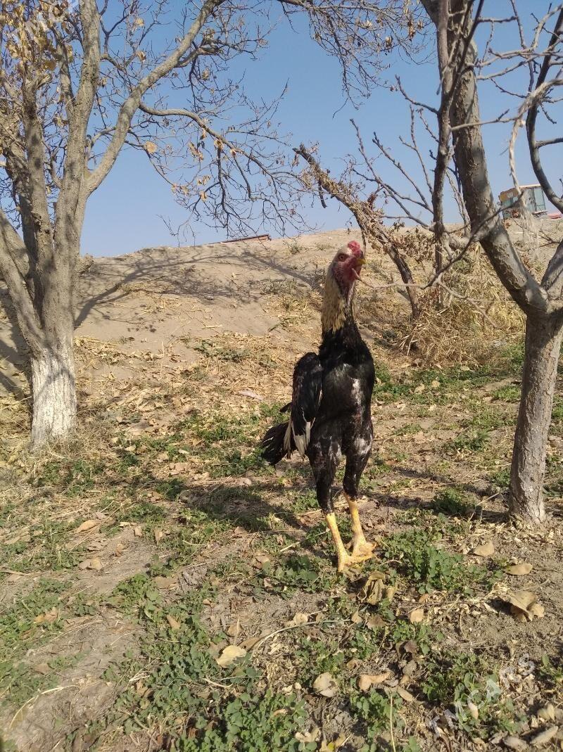 baysow juje - Фарап - img 6