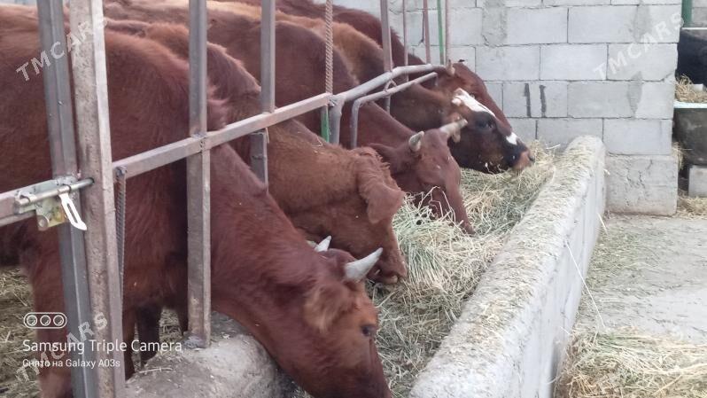 5 SANY TUWE - Gökdepe - img 6