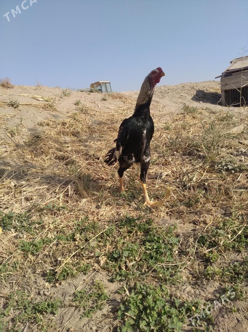 baysow juje - Фарап - img 5