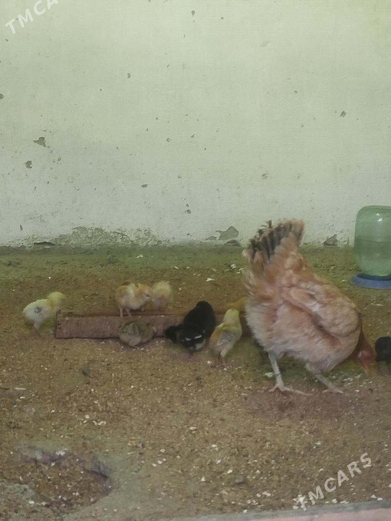 juyjeler - Гызыларбат - img 4