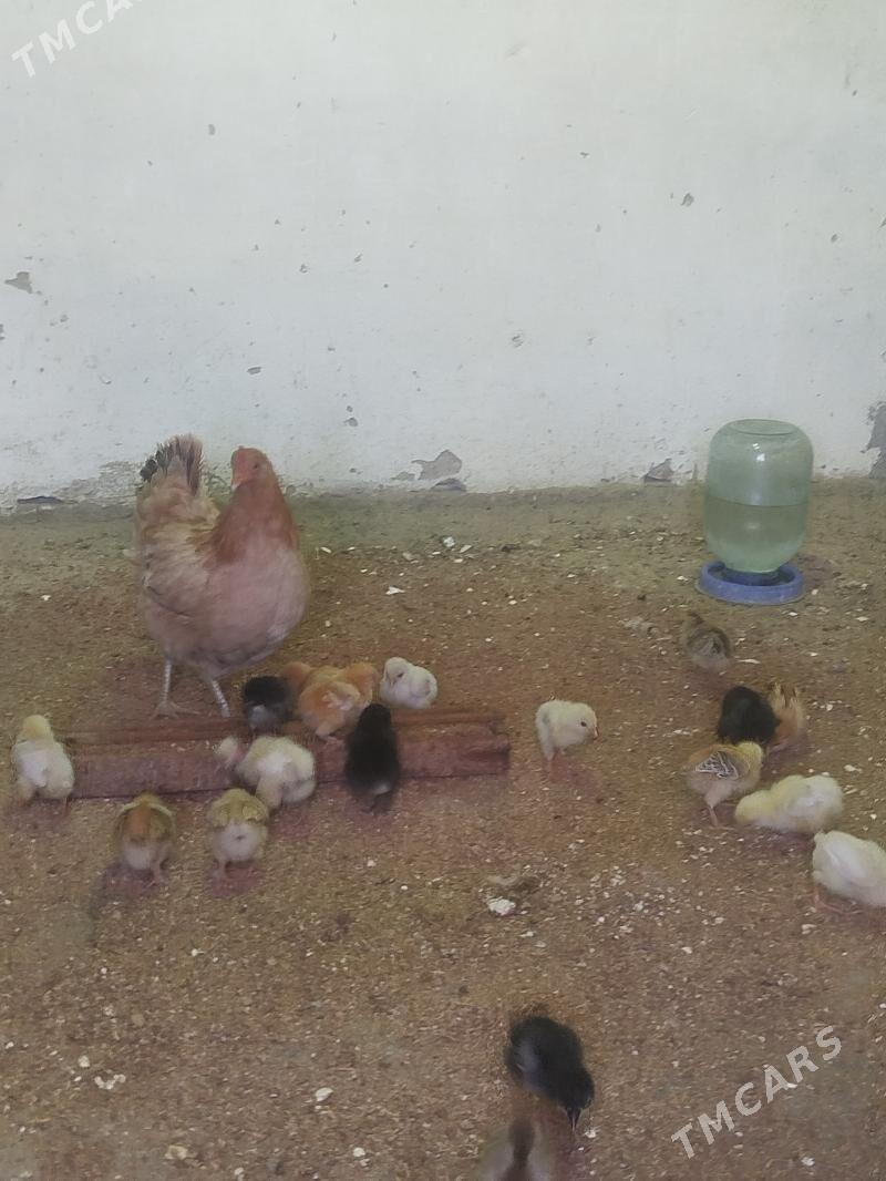 juyjeler - Гызыларбат - img 1