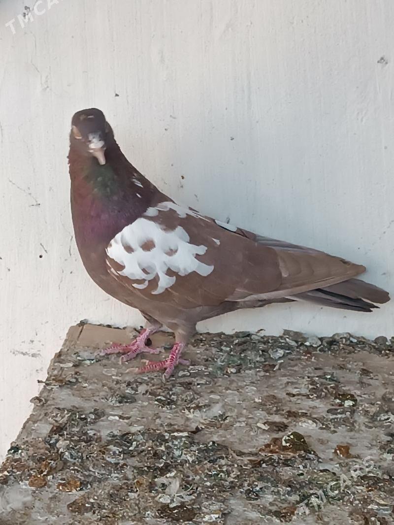 kepderi - Mary - img 2