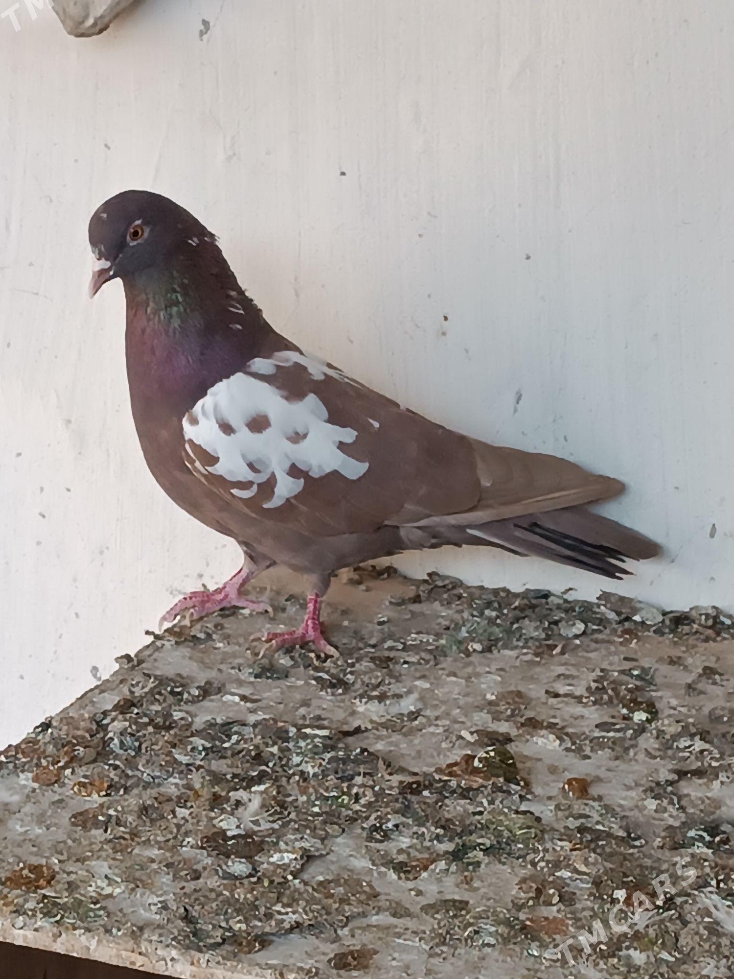 kepderi - Mary - img 3