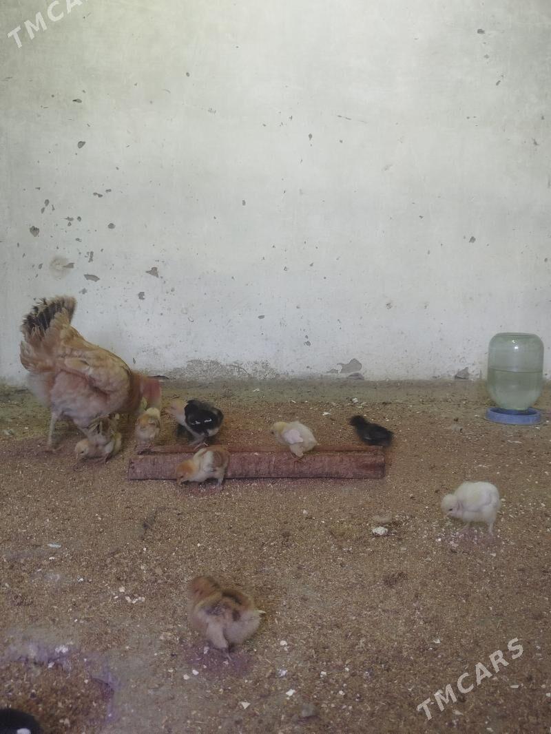 juyjeler - Гызыларбат - img 3