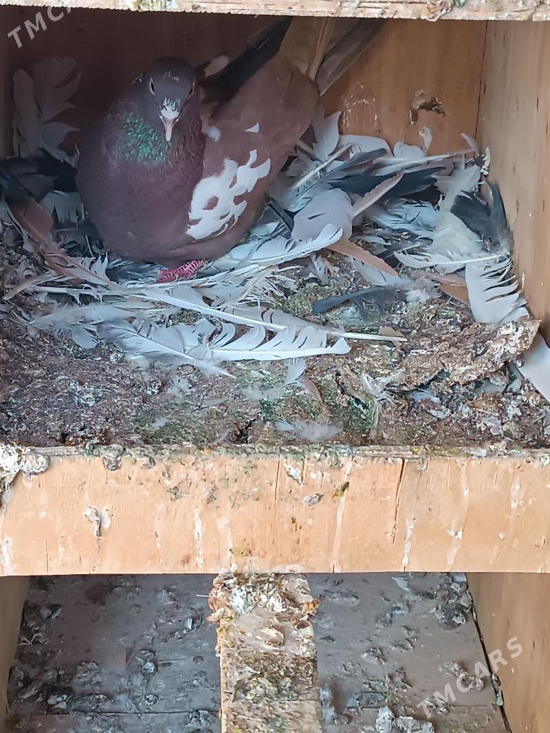 kepderi - Mary - img 1