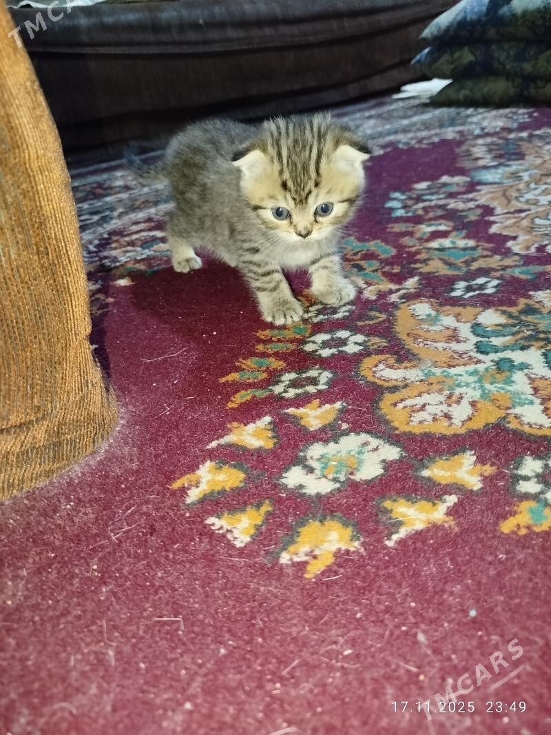 котята - Ашхабад - img 3