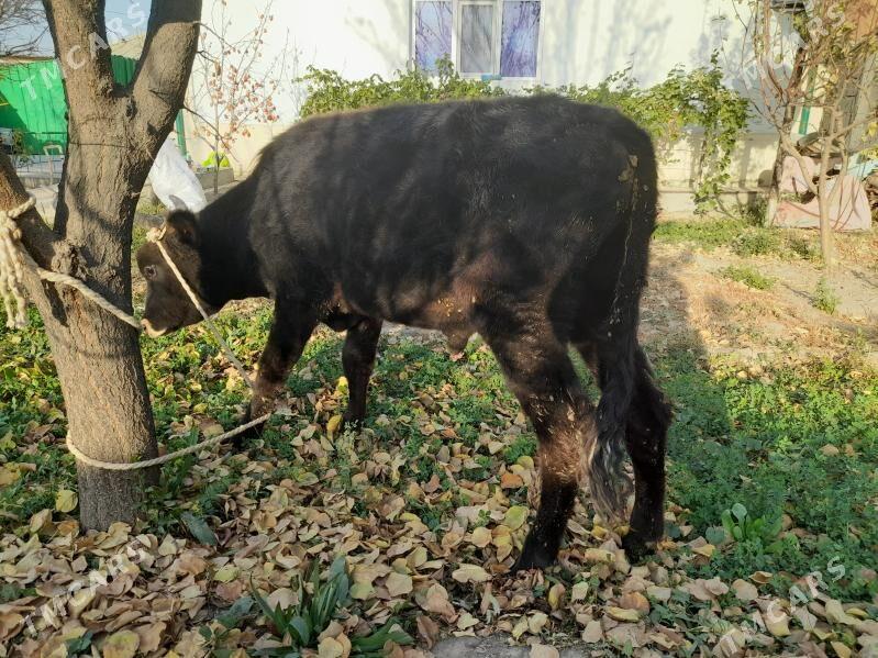 ...ŞIWES ÖKIZ... - Багир - img 2