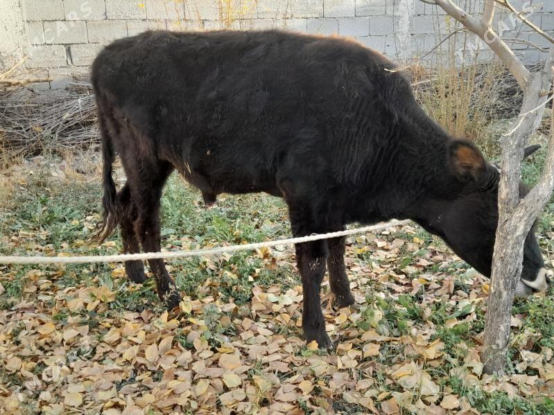 ...ŞIWES ÖKIZ... - Багир - img 6