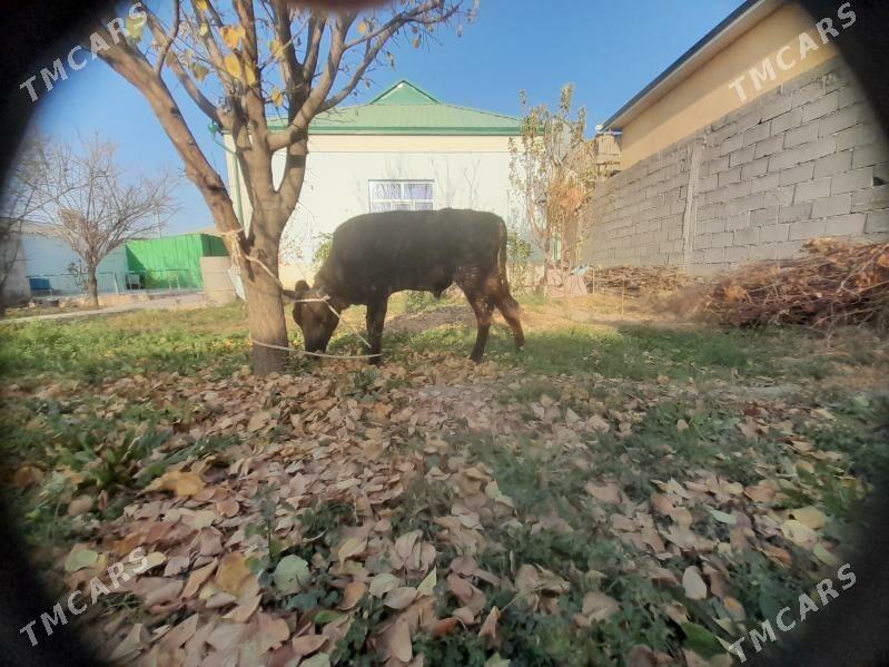 ...ŞIWES ÖKIZ... - Багир - img 8