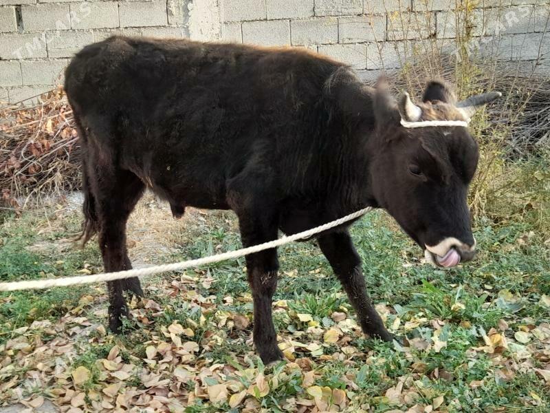 ...ŞIWES ÖKIZ... - Багир - img 7