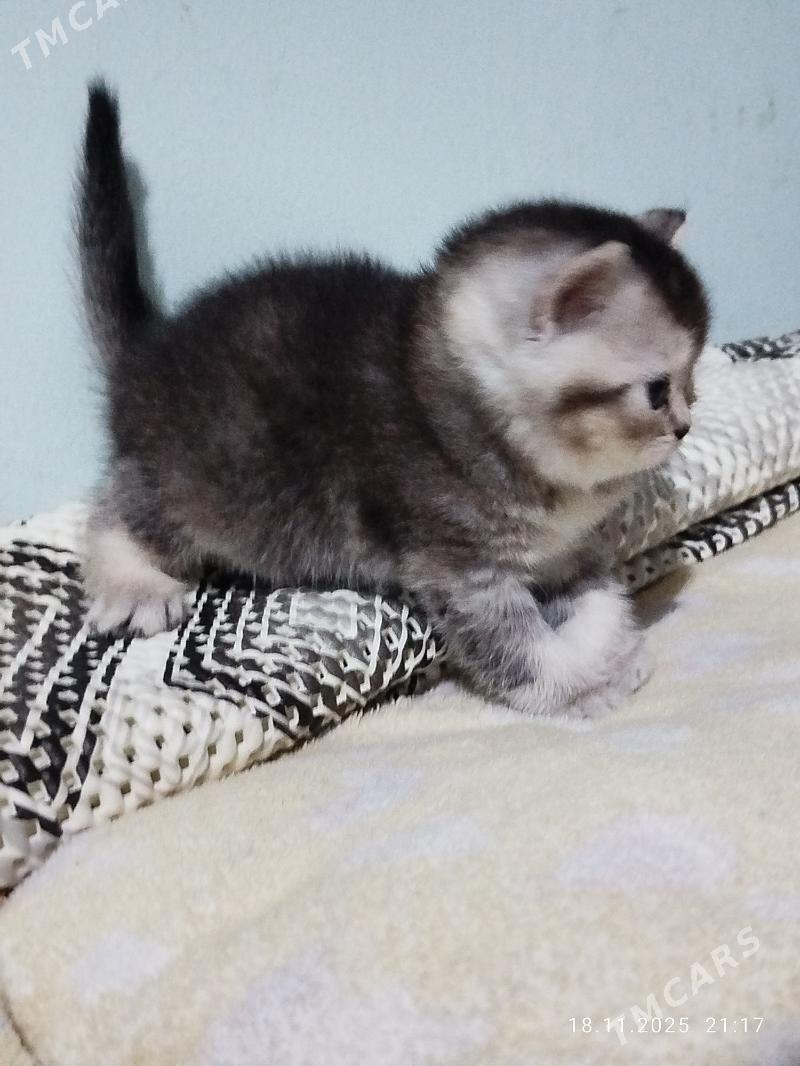 котята - Ашхабад - img 2