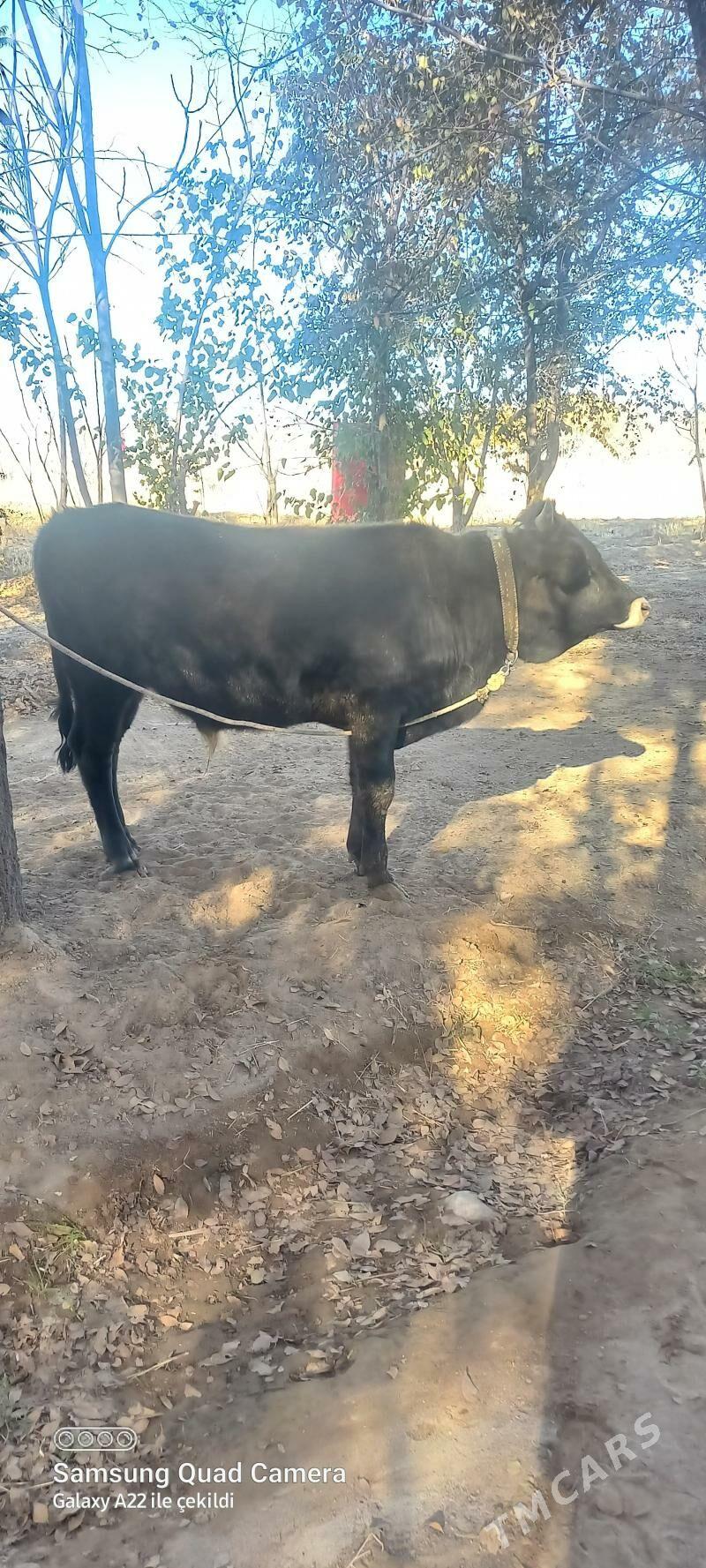 okuz - Анев - img 2