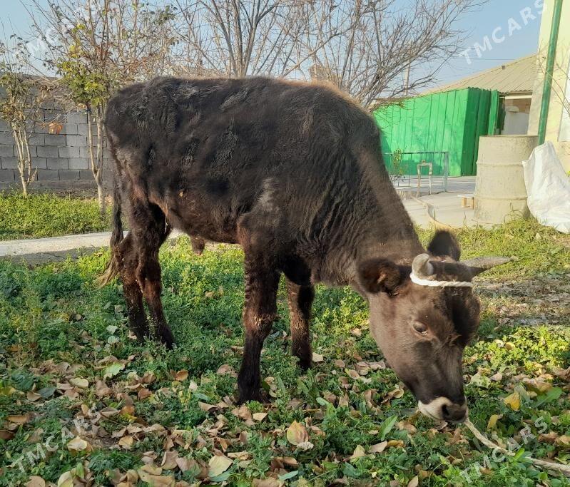 ...ŞIWES ÖKIZ... - Багир - img 3